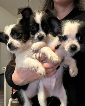 Cuccioli taglia mini