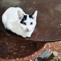 Gattina mix short 6 mesi