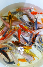 Carpe Koi e tutti i pesci che volete