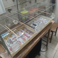 gabbia per canarini