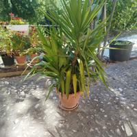 tronchetto della felicità 