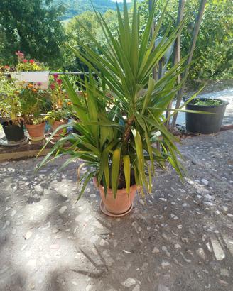 tronchetto della felicità 