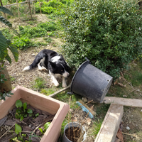 BORDER COLLIE per Accoppiamento