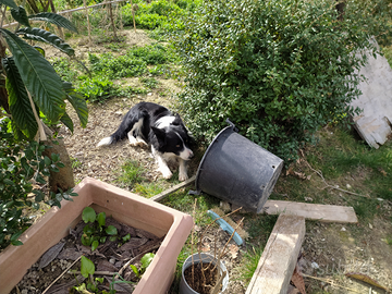 BORDER COLLIE per Accoppiamento