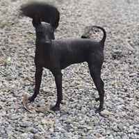 Xoloitzcuintle cane nudo messicano