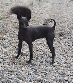 Xoloitzcuintle cane nudo messicano