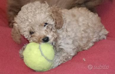 Barboncino Toy e mini toy red