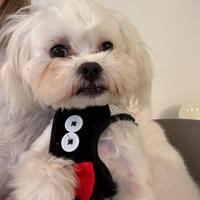 Montata maltese toys maschio