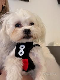 Montata maltese toys maschio