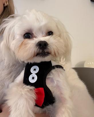 Montata maltese toys maschio