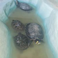 4 tartarughe + vasca