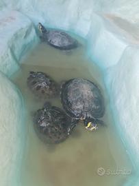 4 tartarughe + vasca