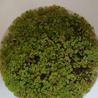 Salvinia auriculata