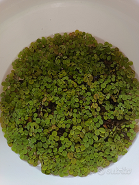Salvinia auriculata
