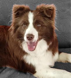 Border collie cuccioli