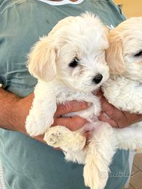 Splendidi cuccioli di maltese