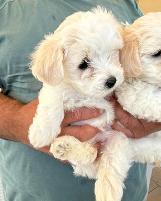 Splendidi cuccioli di maltese