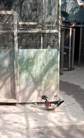 Anatra Carolina maschio