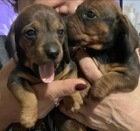 Bassotto femmina kaninchen ultima