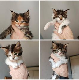 Gattini Maine Coon