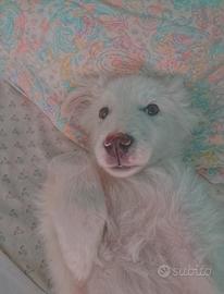 Pastore abruzzese