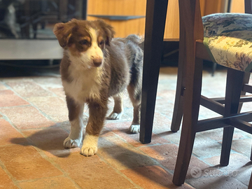 Cuccioli di pastore australiano