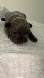Cuccioli bouledogue francese