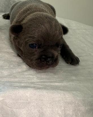 Cuccioli bouledogue francese