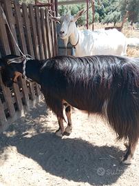 Capra