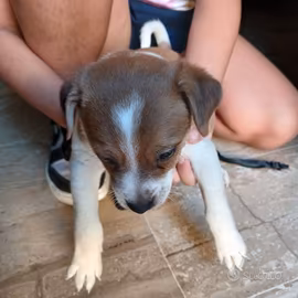 Meraviglioso cucciolo di cane