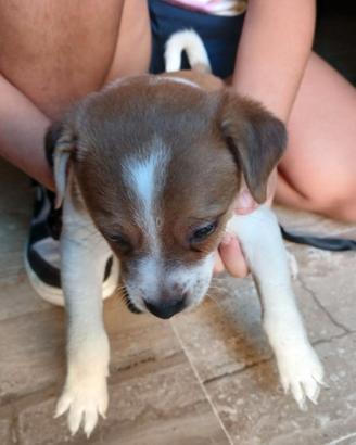 Meraviglioso cucciolo di cane