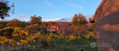 Frutteto e Vigneto recintato