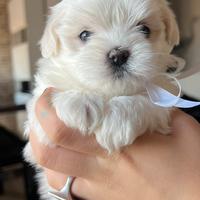 Adorabile Cucciola di Maltese con pedigree