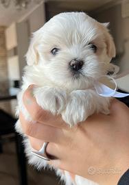 Adorabile Cucciola di Maltese con pedigree