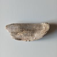 Legno spiaggiato del golfo di Napoli 