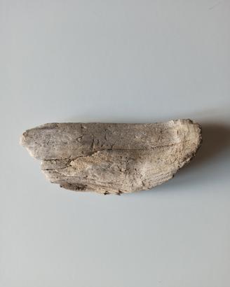 Legno spiaggiato del golfo di Napoli 