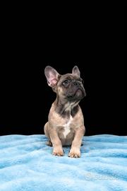 Bulldog francese