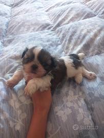 Cuccioli di shitzu belli e dolci