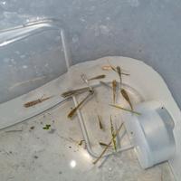 Pesci Medaka varie colorazioni