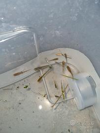 Pesci Medaka varie colorazioni