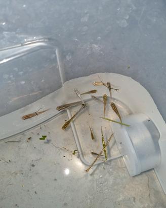 Pesci Medaka varie colorazioni