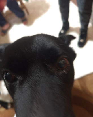 Nerone Cane