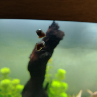 Lumache rosa per esubero