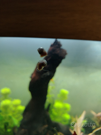 Lumache rosa per esubero