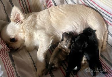 Chihuahua micro femmine e maschi