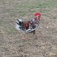 Gallo millefiori di lonigo