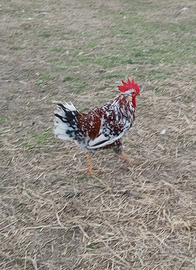 Gallo millefiori di lonigo