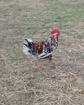 Gallo millefiori di lonigo