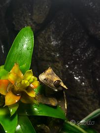 Geco Ciliatus - 10 mesi