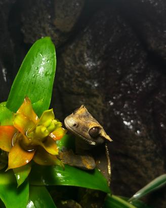 Geco Ciliatus - 10 mesi